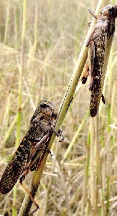 ԬС�ܽ��ܣ����կ����ȳ�ͻ�������캵�йأ�&ldquo;�й�����������&lsquo;��������&rsquo;�ļ��ء�&rdquo;